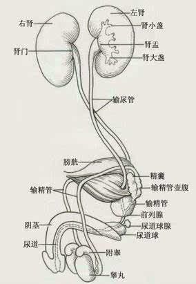 男人身体下方结构图片